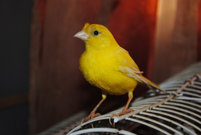Canary - канарейка