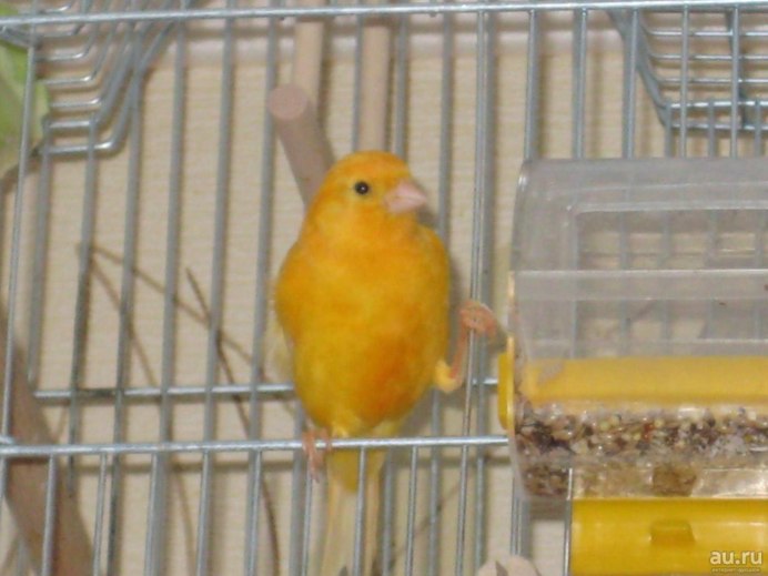 Можно ли содержать самок и самцов канареек вместе