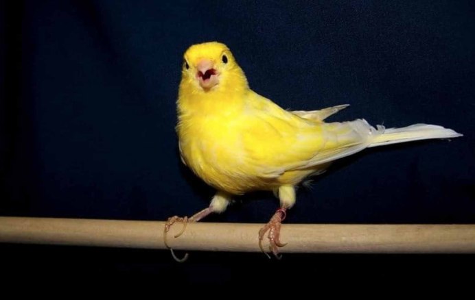 Кенаря пение кенара кенара