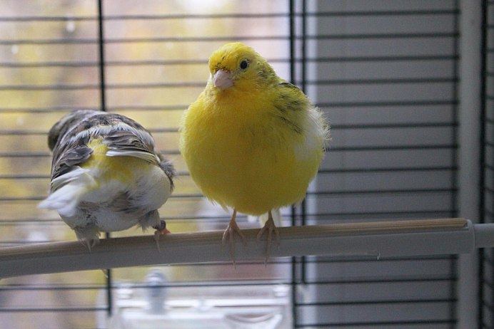 Кенар лимонный