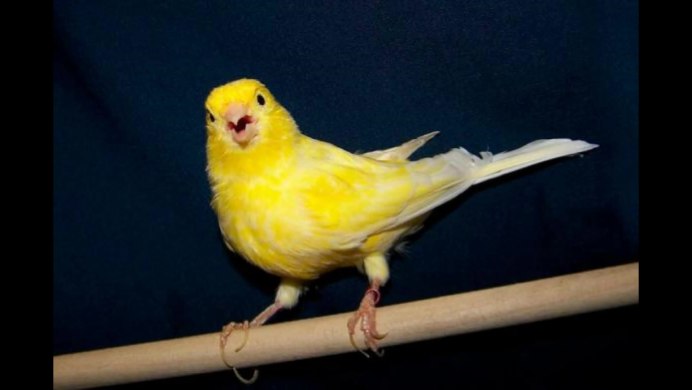 Стаффордширская канарейка