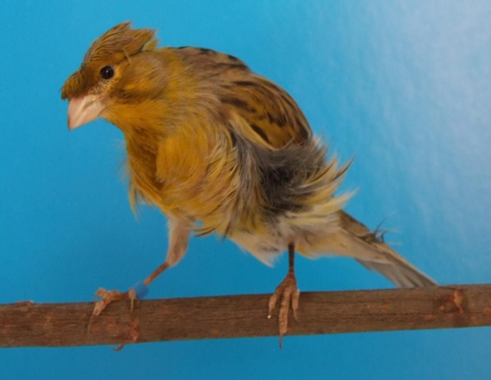 Канарейка в клетке