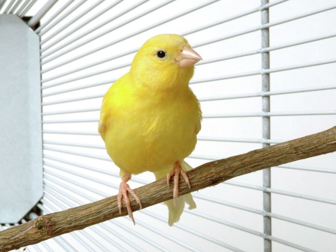Кенар птица желтый
