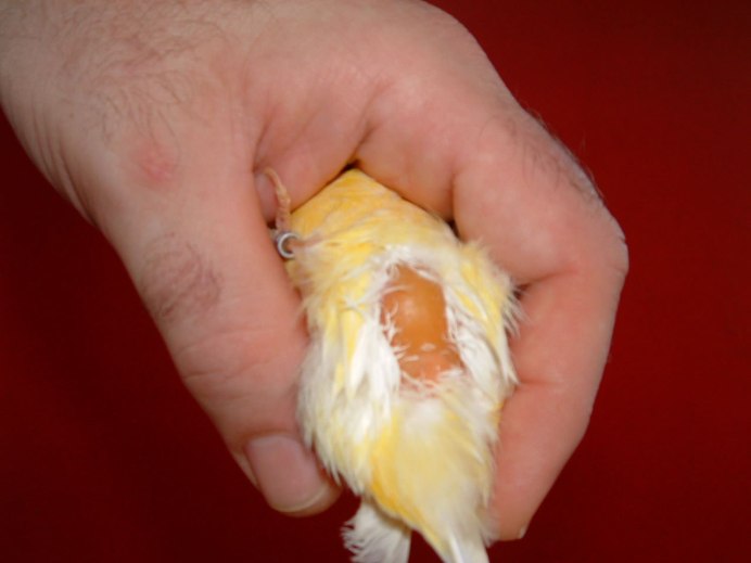 Птичка кенар оранжевый