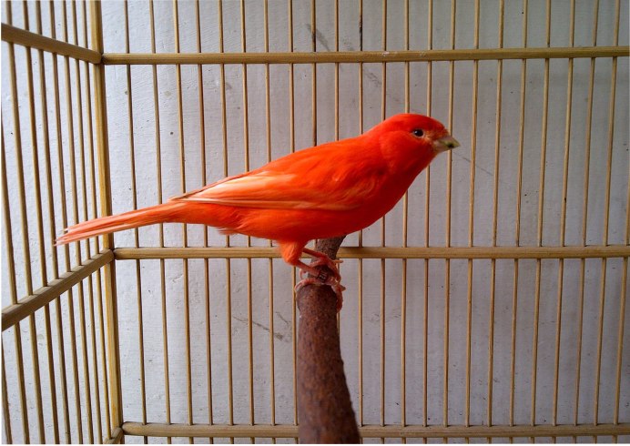 Канарейка уличная