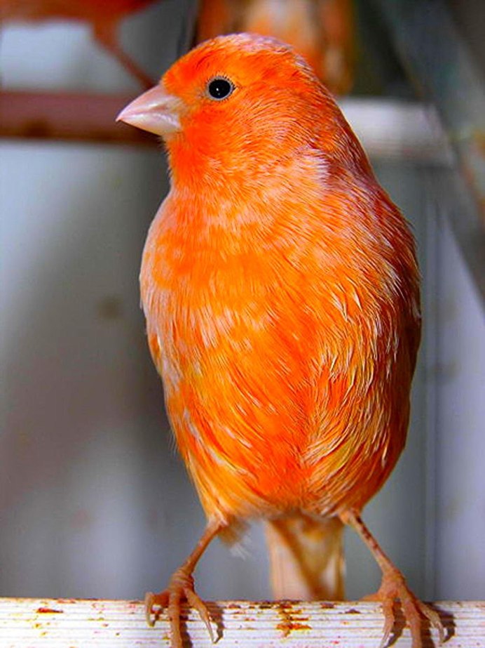 Желтая канарейка