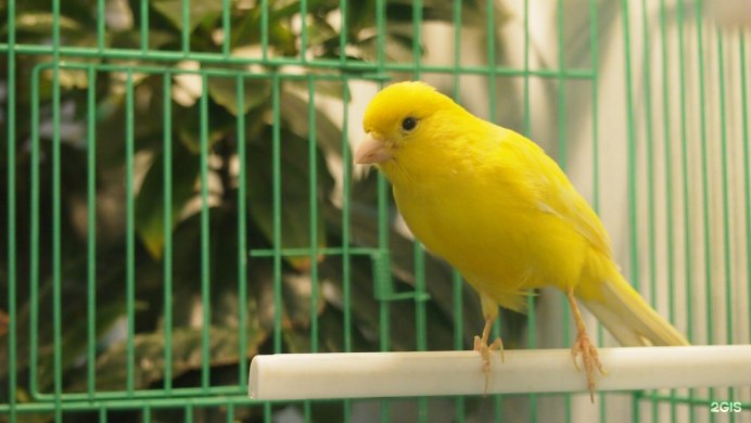 Канарейка птица