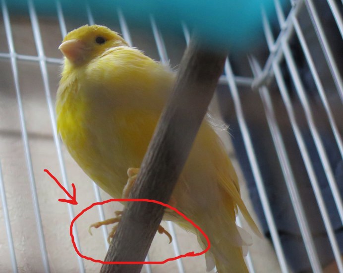 Кенар самец