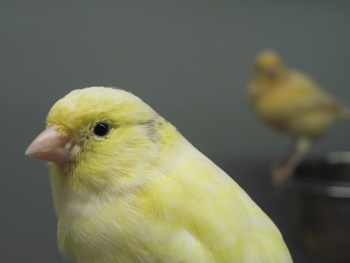 Гарцкий роллер кенар