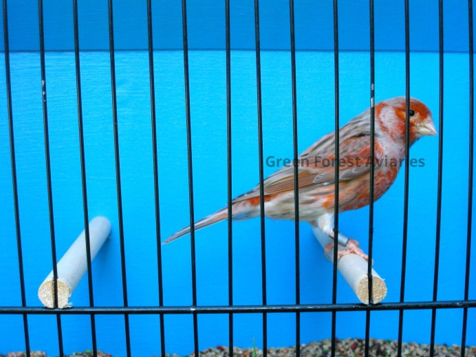 Канарейка певчая