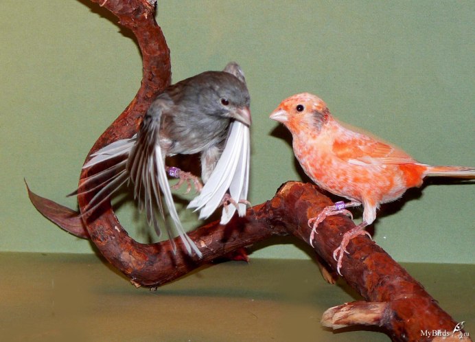 Кенарь самец