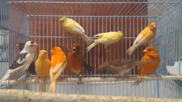 Фото кенара самца