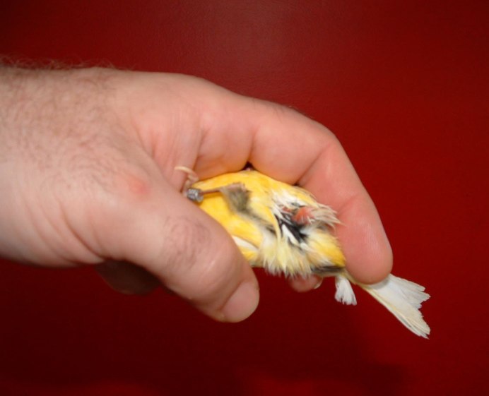 Кудрявая канарейка