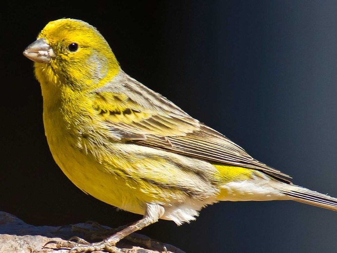 Кенар чубатый