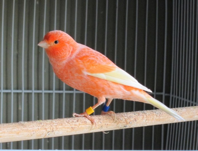 Канарейка в квартире