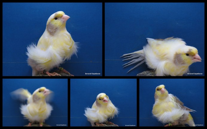 Канарейка Изабелла