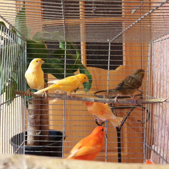 Белые попугаи канарейка