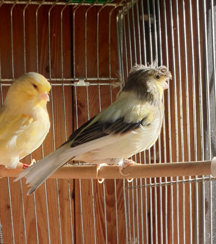 Оранжевый кенар