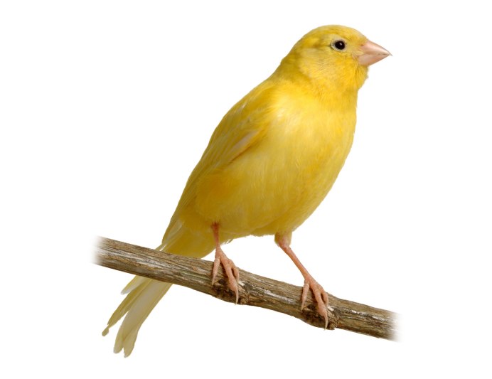 Шотландская канарейка