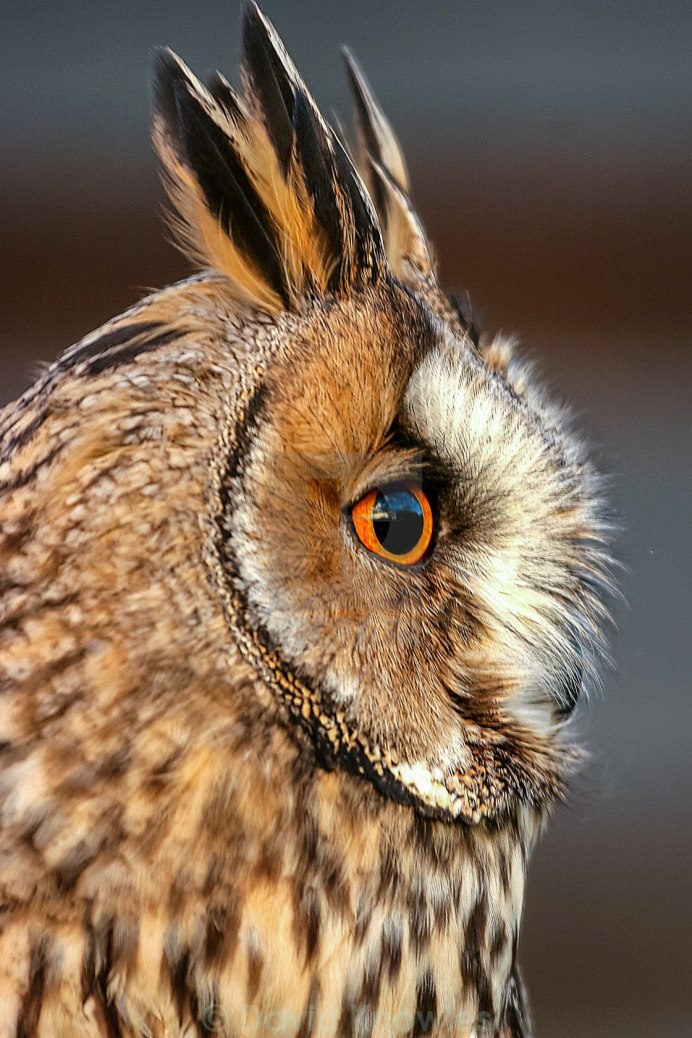 Ушастая Сова ASIO Otus