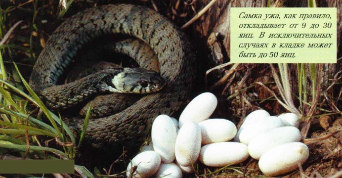 Уж обыкновенный самка
