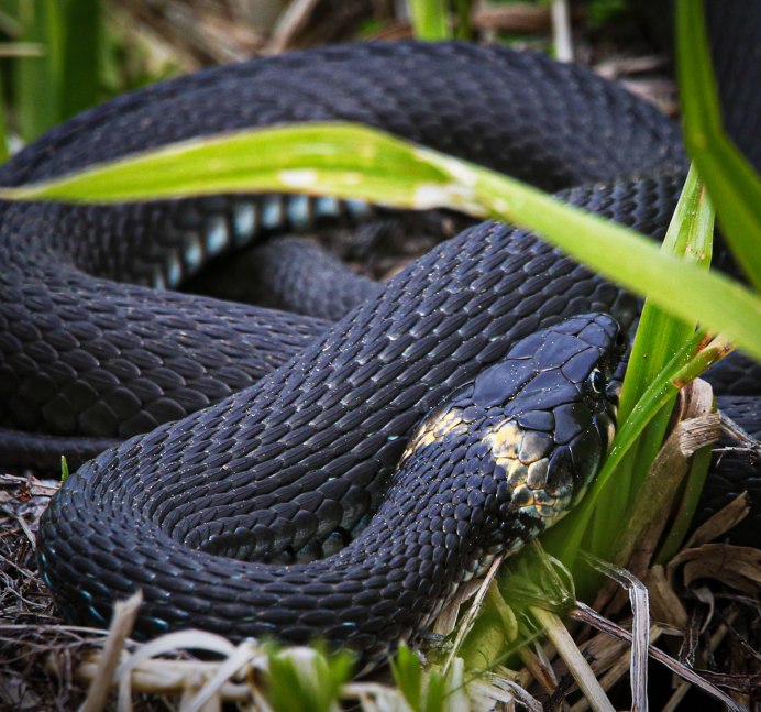 Rhabdophis subminiatus