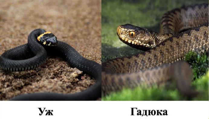 Самка ужа