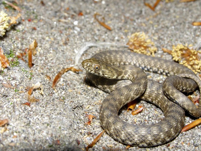 Змея Blue Racer