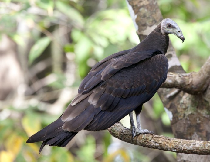 Coragyps atratus