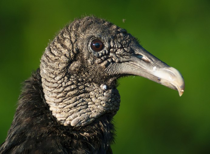 Американская черная катарта (Coragyps atratus)