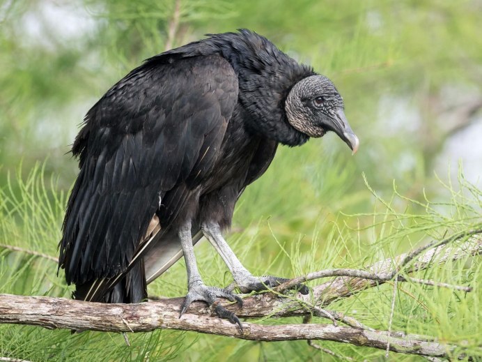 Cathartes melambrotus