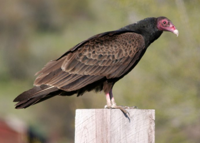 Coragyps atratus