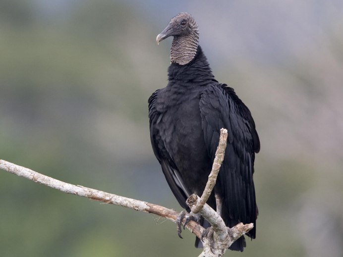 Kiss Turkey Vulture