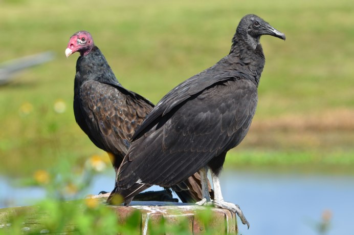 Black Vulture птица