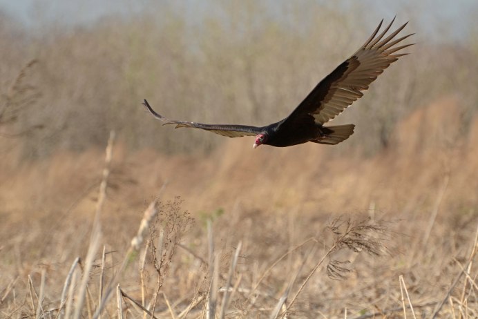 Cinereous Vulture