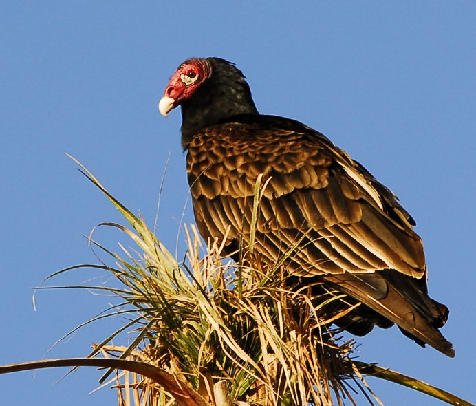 Cathartes burrovianus