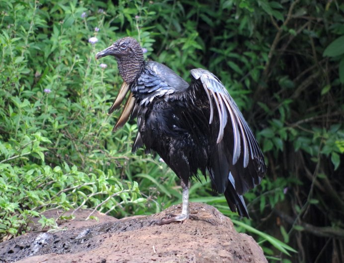Vulture черный