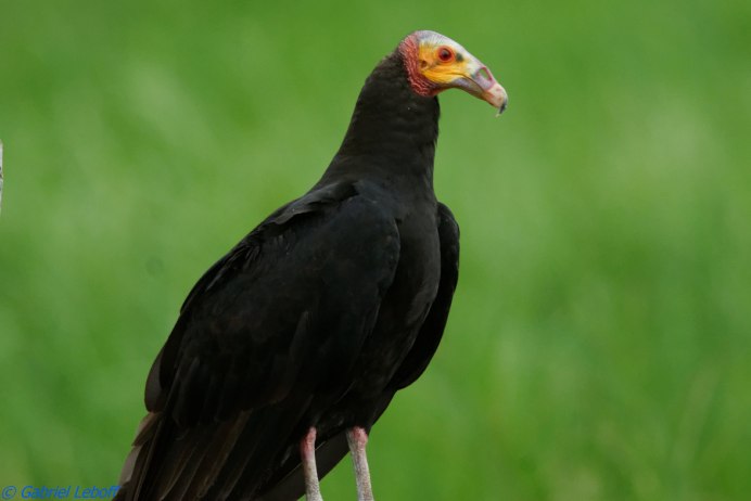 Cathartes Aura