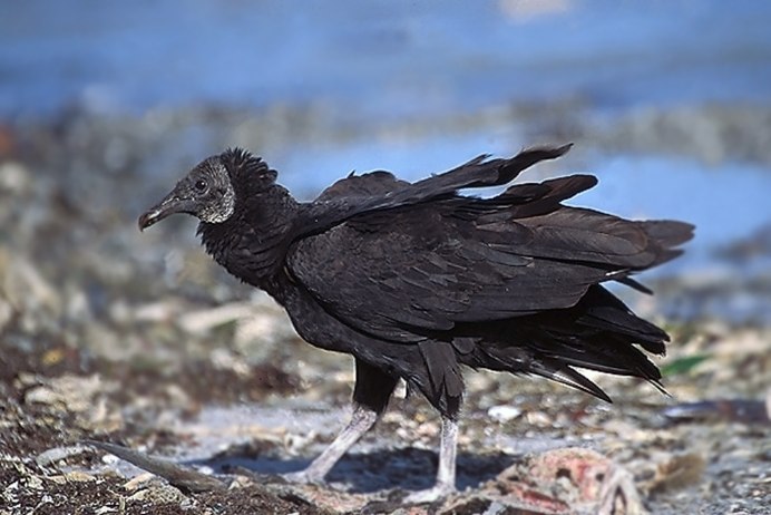 Cathartes burrovianus