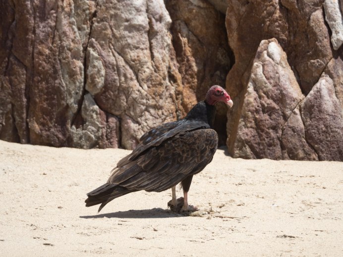 Black Vulture