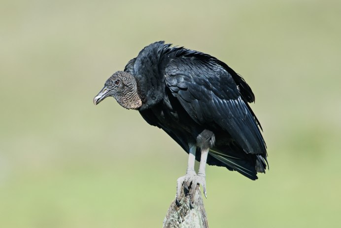 Cathartes Aura