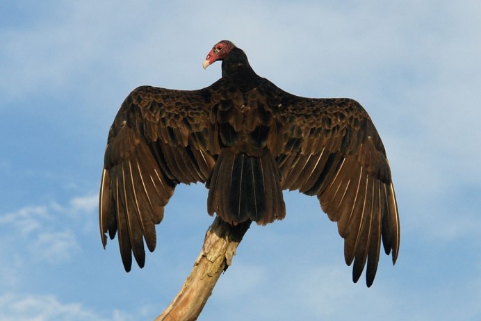 Американская черная катарта (Coragyps atratus)