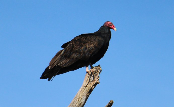 Vulture Culture