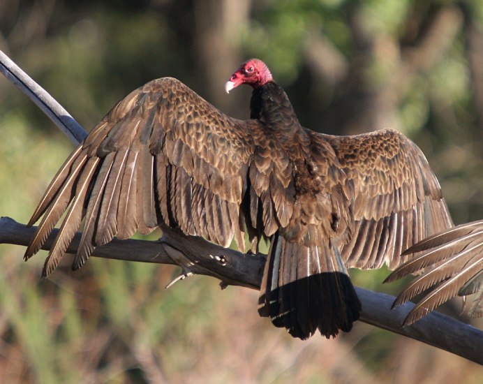 Old Turkey Buzzard