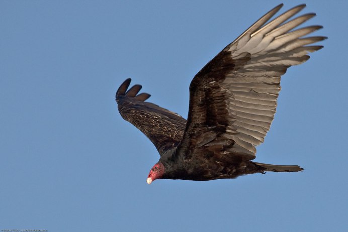 Vulture Size