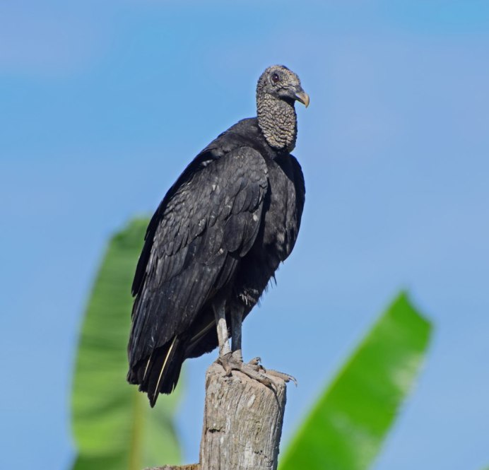 Coragyps atratus
