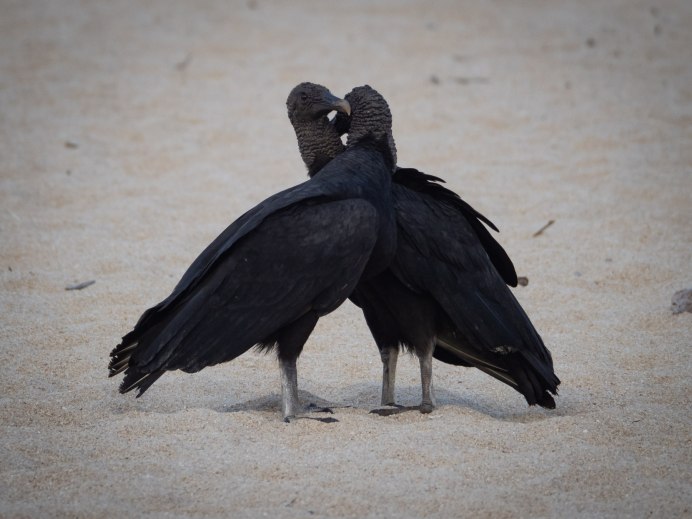 Cathartes Aura