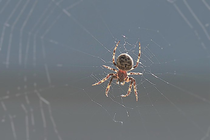 Network Spider паук