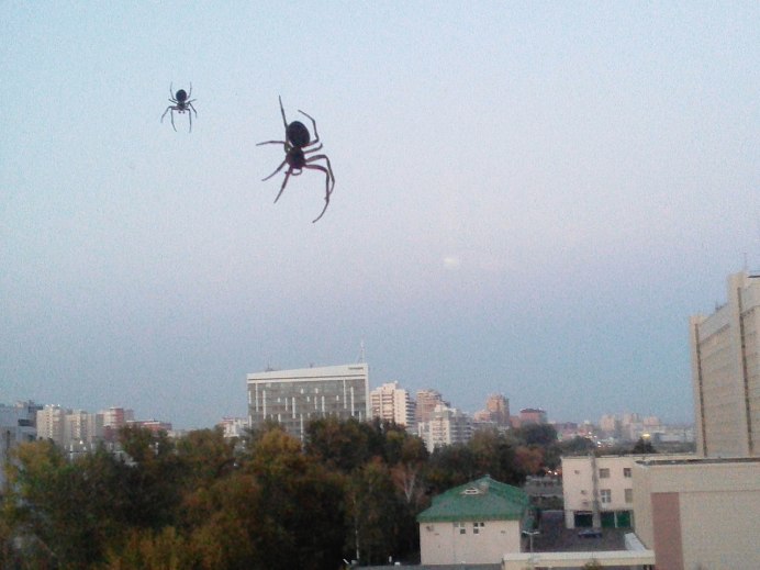 Красивые пауки