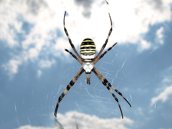 Земляной паук Aphantaulax trifasciata